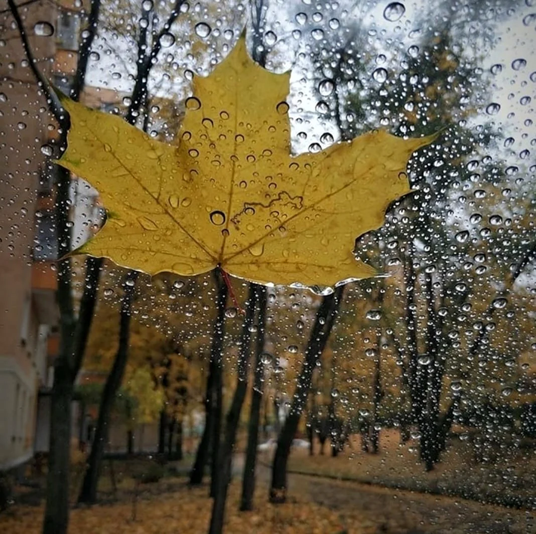Дождливая осень