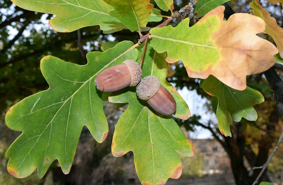 Дуб черешчатый (Quercus Robur). Дуб черешчатый лист. Дуб черешчатый желуди. Дуб черешчатый побег.