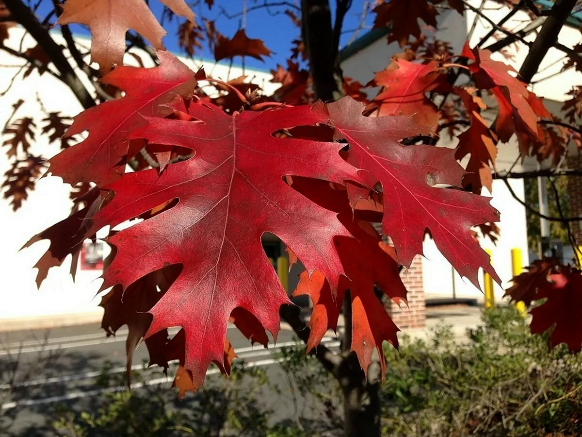 Дуб красный Quercus rubra