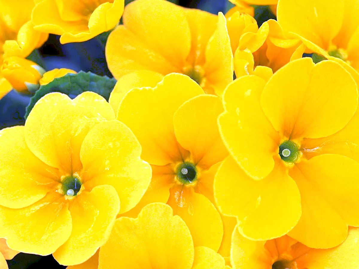 Яркие желтые цветы