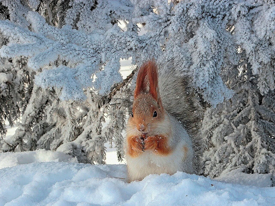 Февраль природа