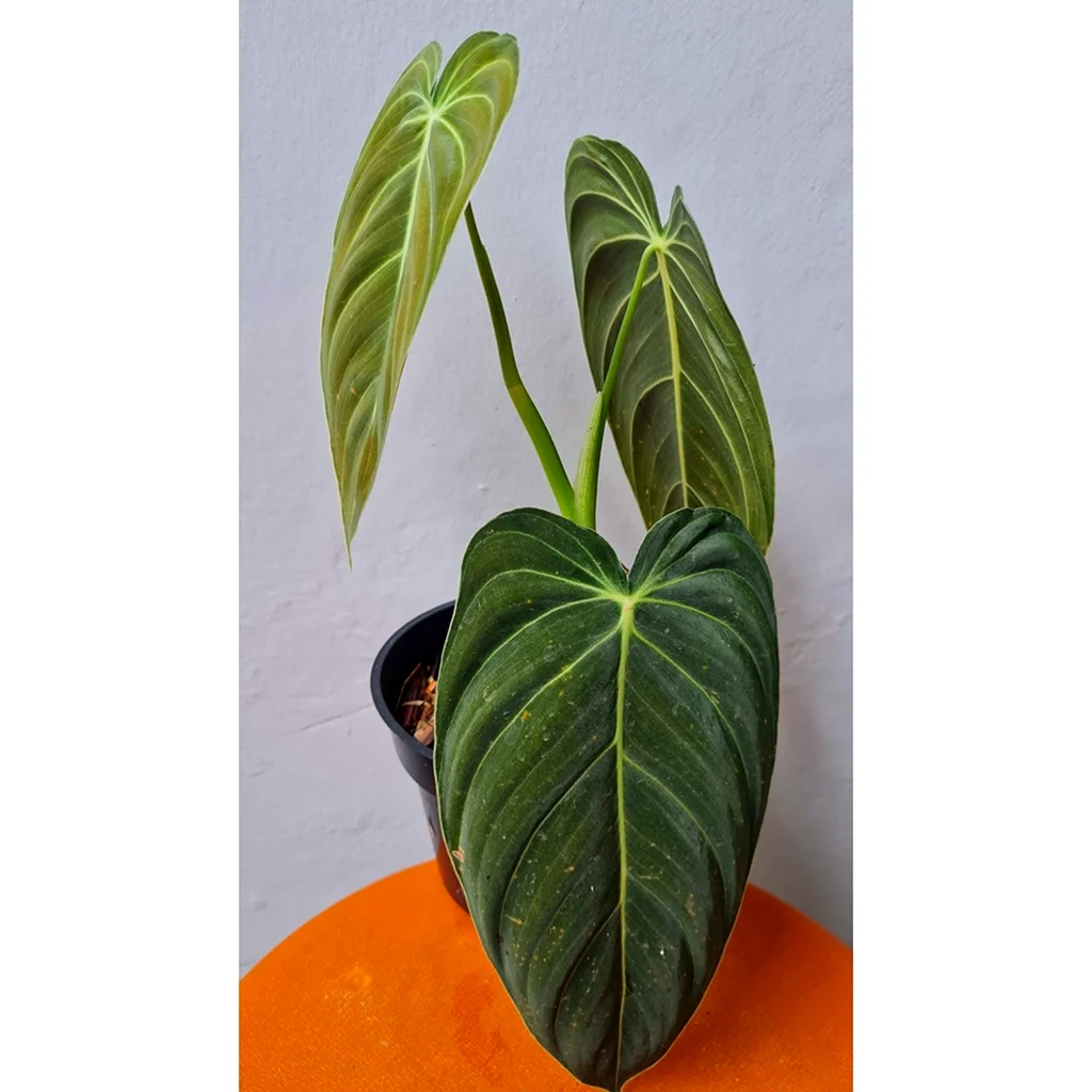Филодендрон melanochrysum