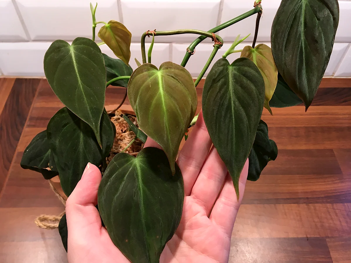 Филодендрон Scandens Micans