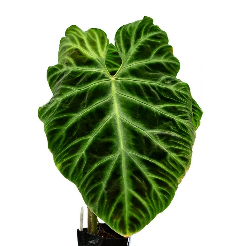 Филодендрон verrucosum