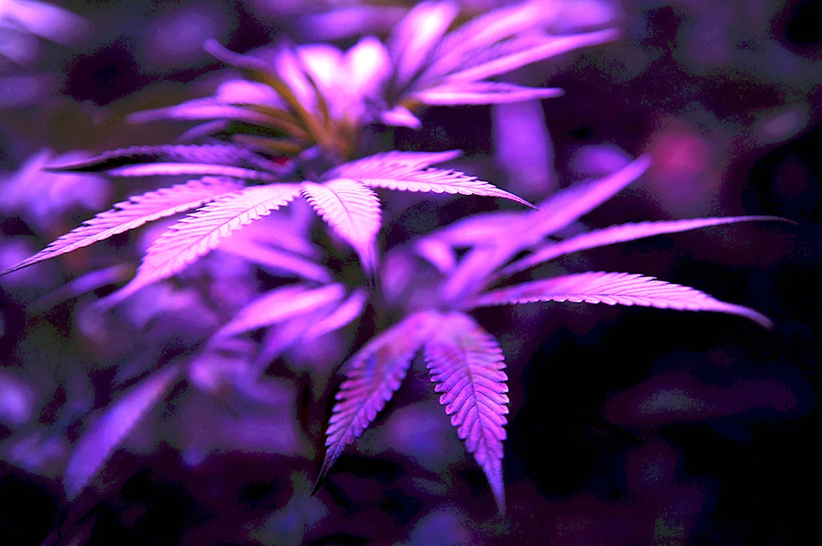 Фиолетовые листья