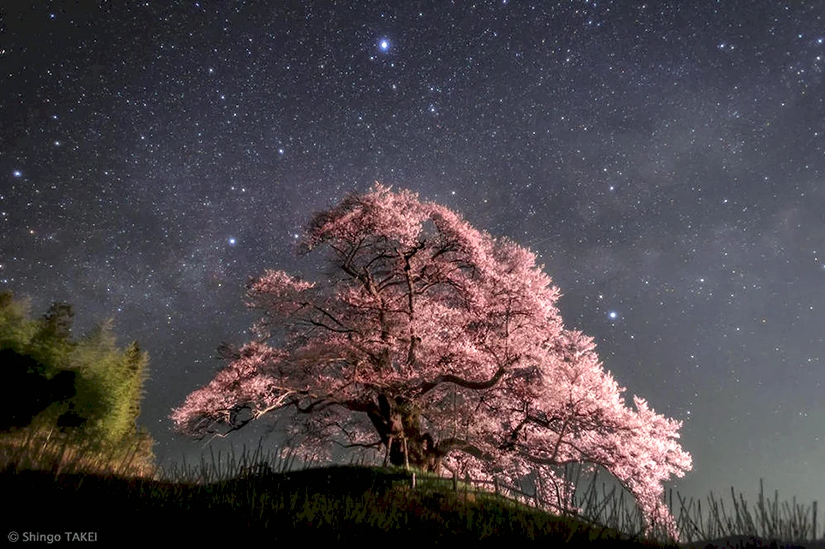 Heaven sakura. Фудзияма Млечный путь. Звездное небо в Японии. Сакура ночью. Ночное небо в Японии.