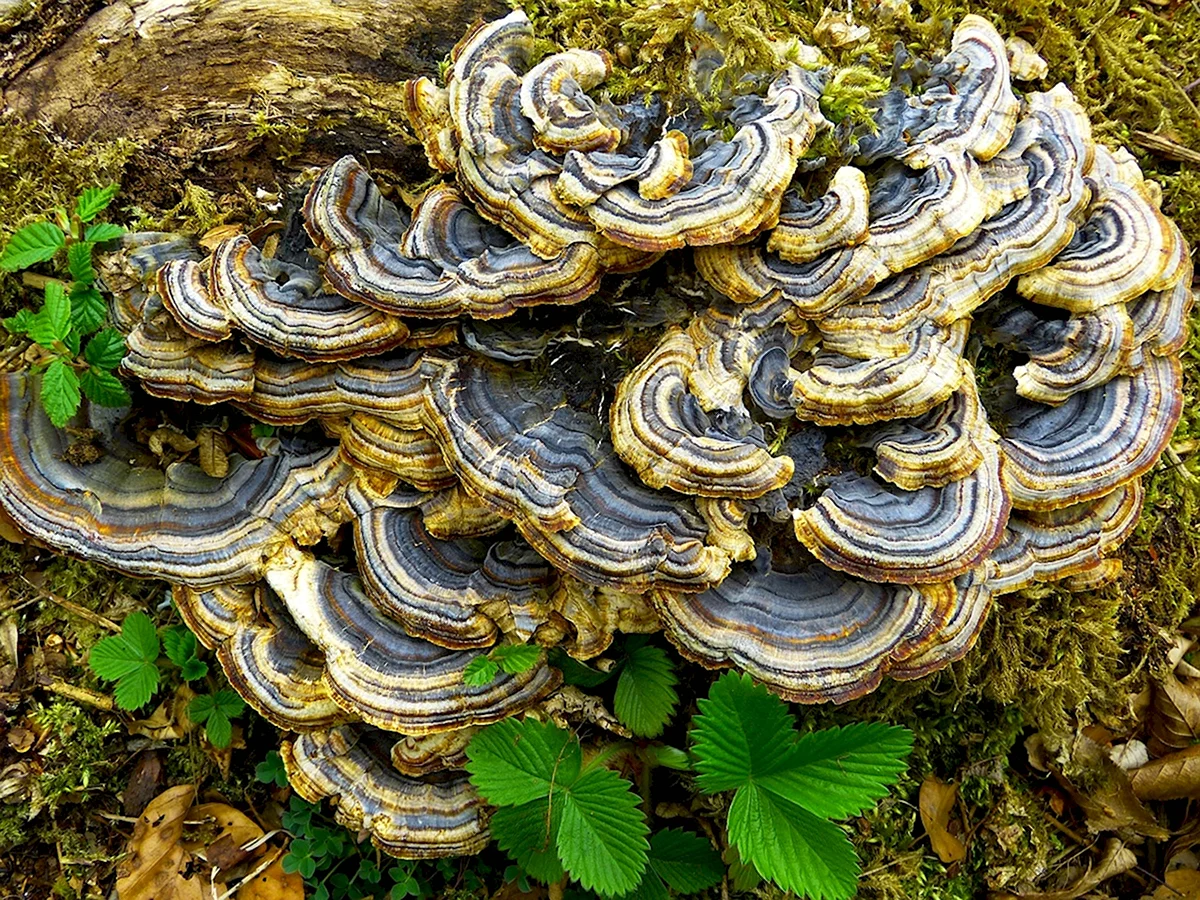 Кориолус вува. Трутовик Траметес. Trametes versicolor. Траметес разноцветный. Трутовик Траметес разноцветный.