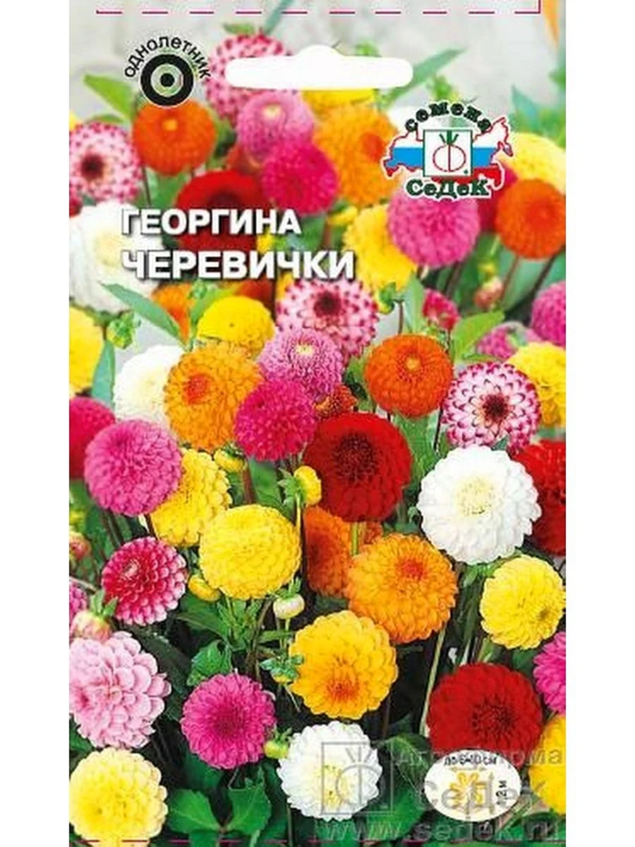 Георгина черевички