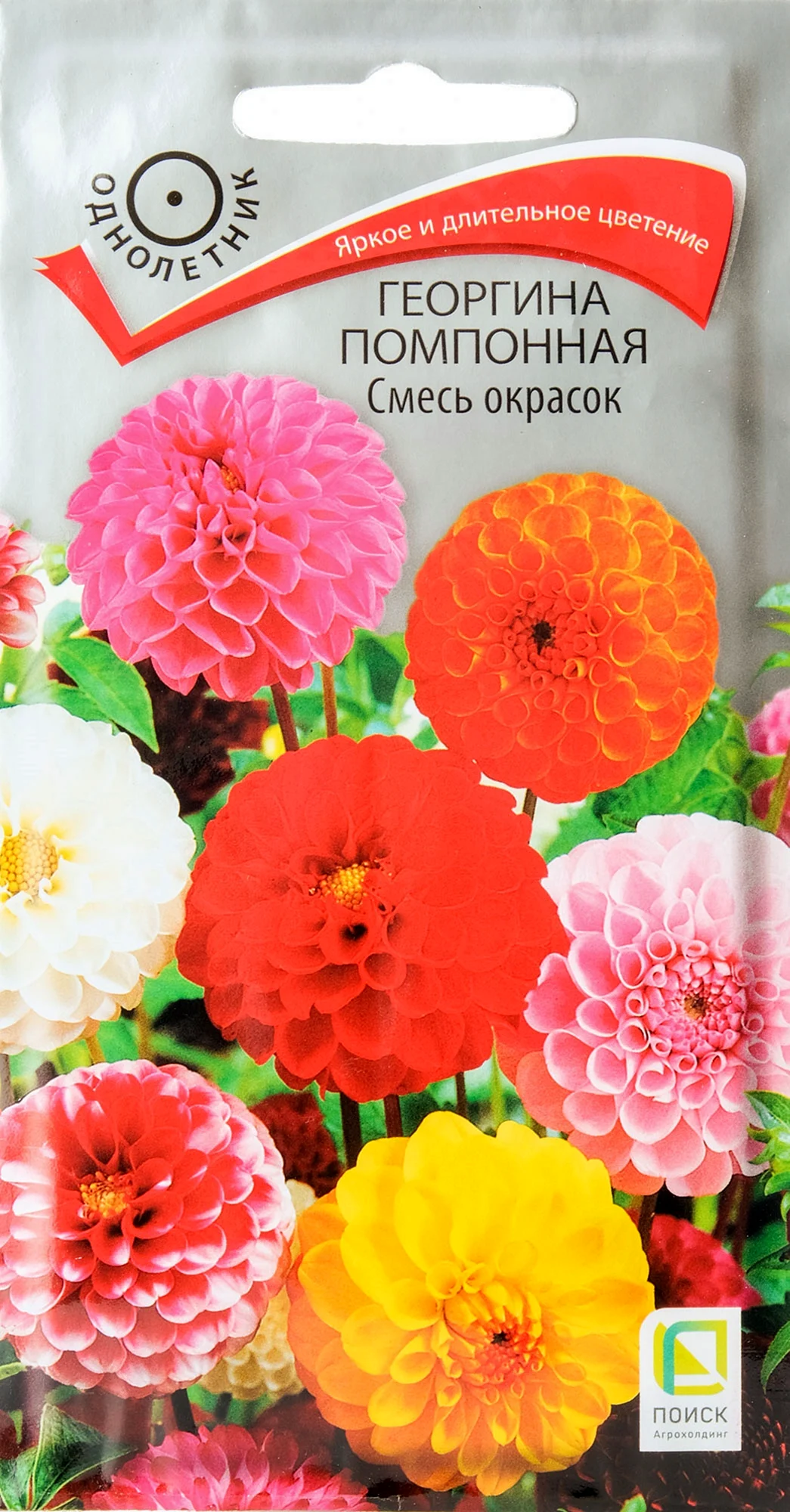 Георгина помпонная Семина