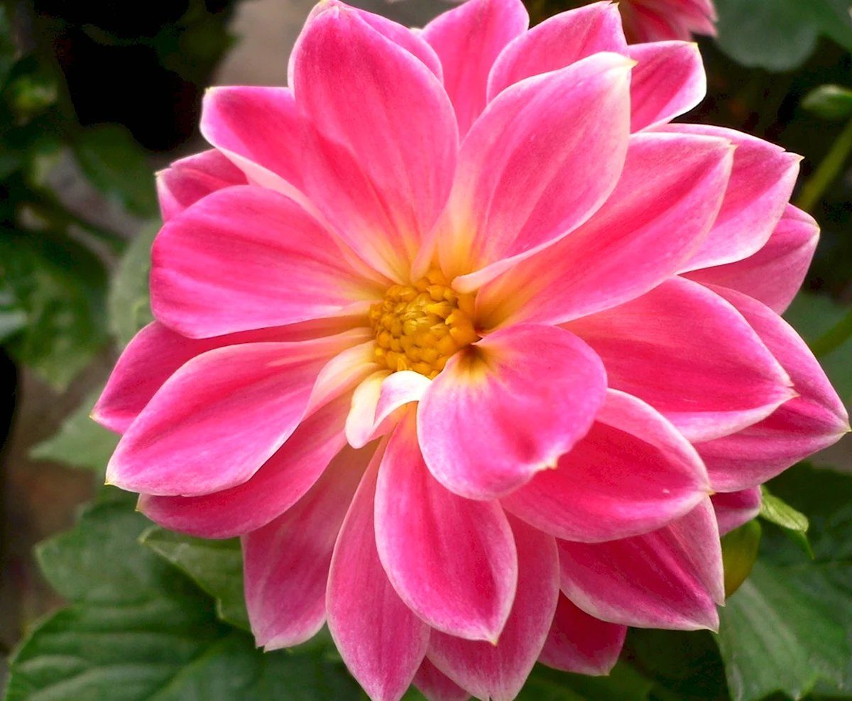 Георгина priceless Pink
