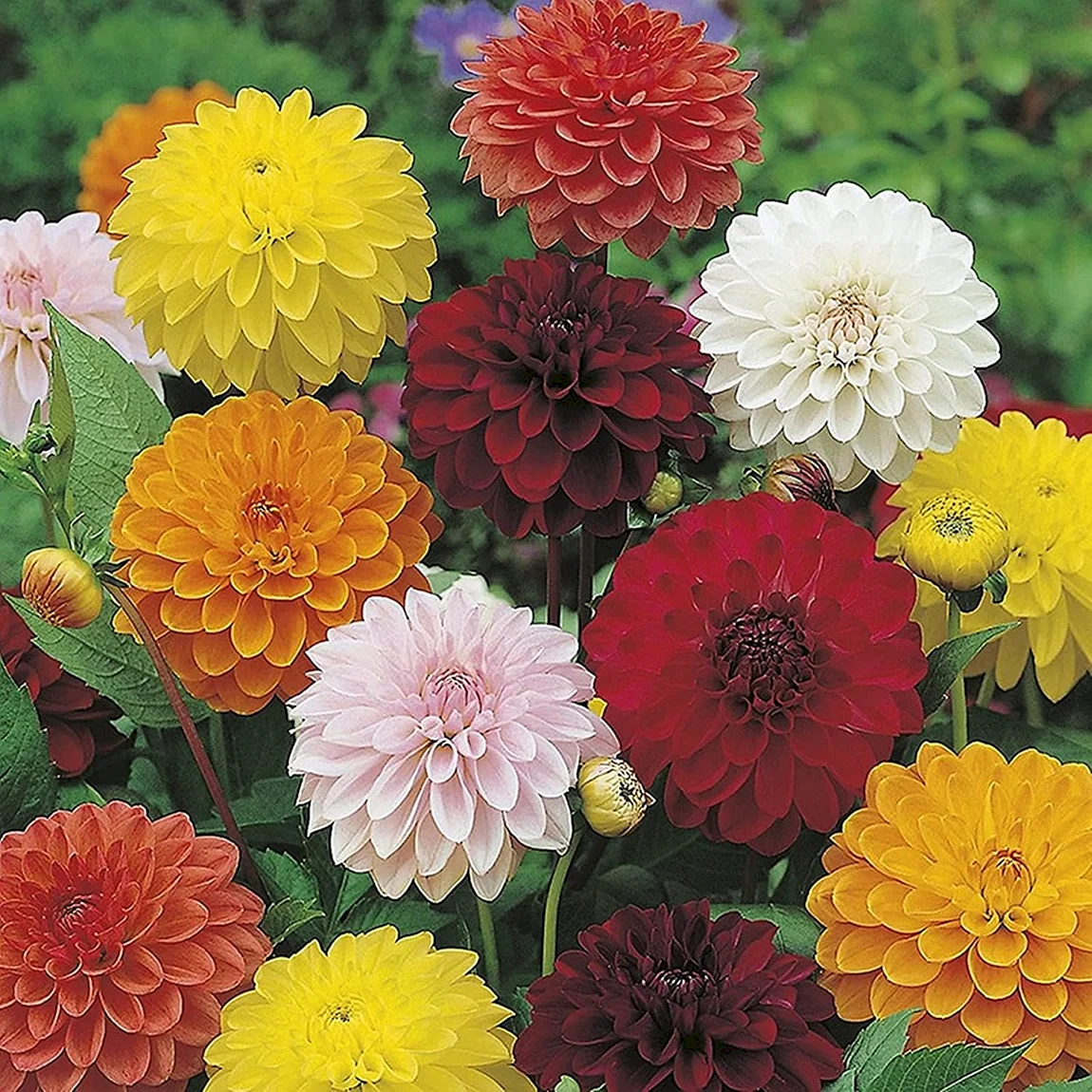 Георгины Dahlia Mix