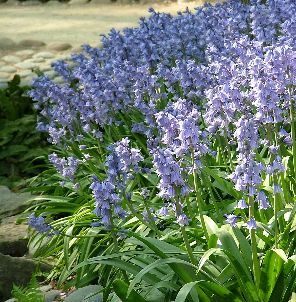 Гиацинтоидес фото. Гиацинтоидес Роуз. Гиацинтоидес испанский ( hyacinthoides hispanica ) Alba. Гиацинтоидес Блю. Гиацинтоидес Сцилла испанская.