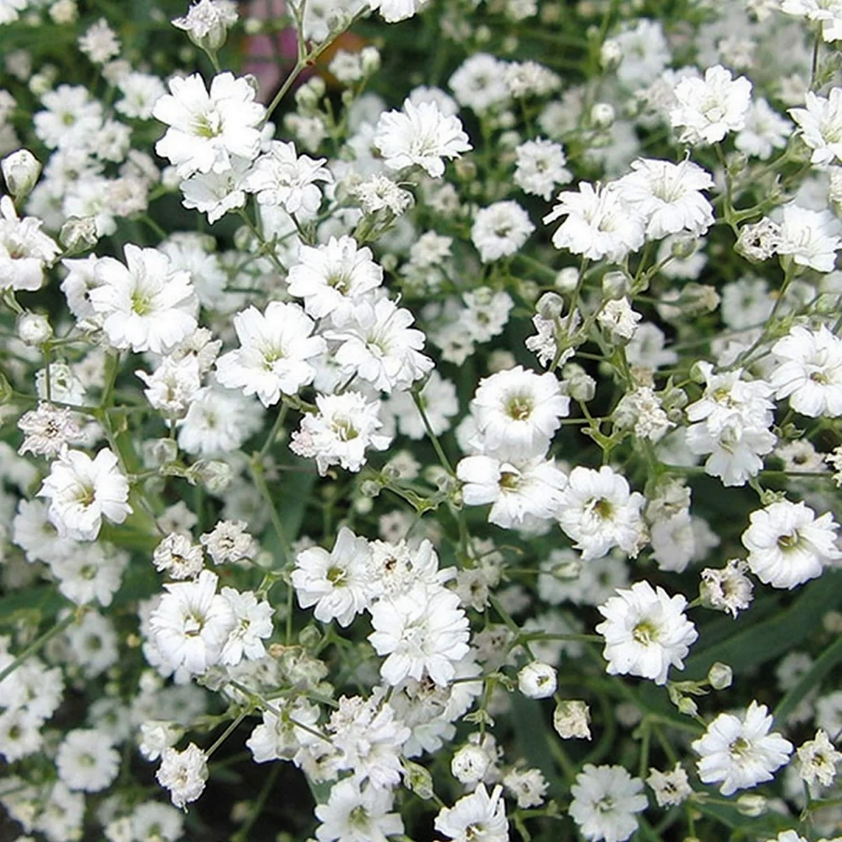 Мелкие белые цветы