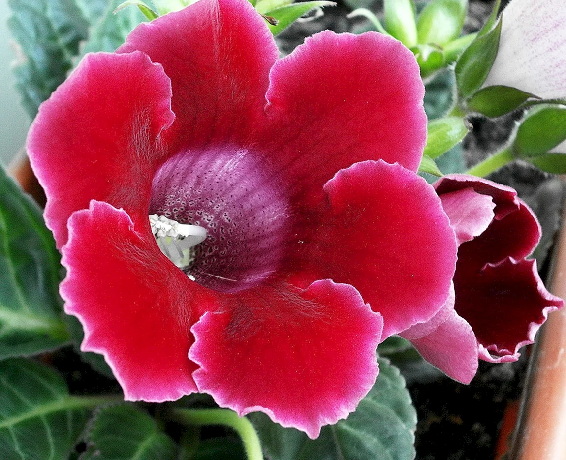 Глоксиния Королевская