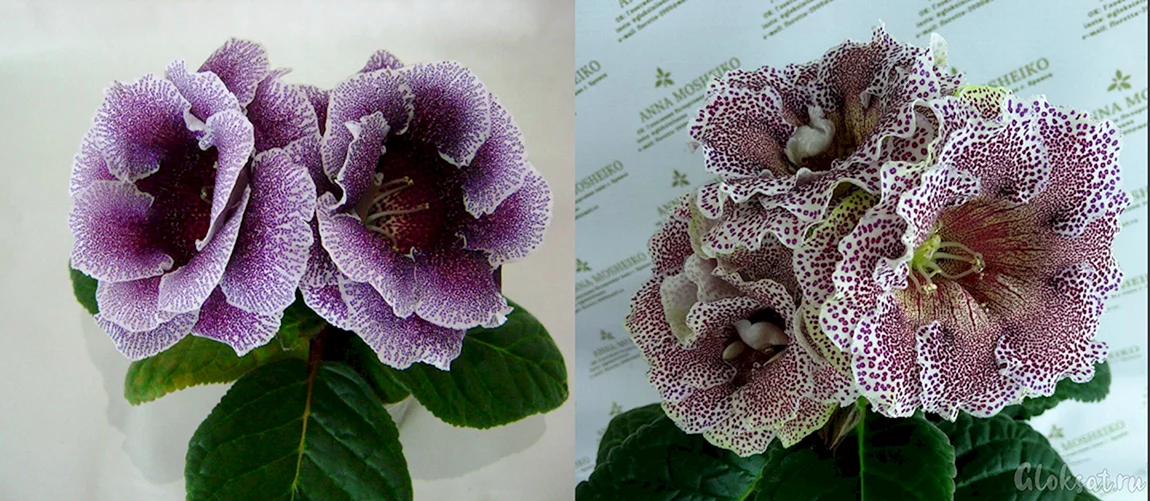 Глоксиния Орфей