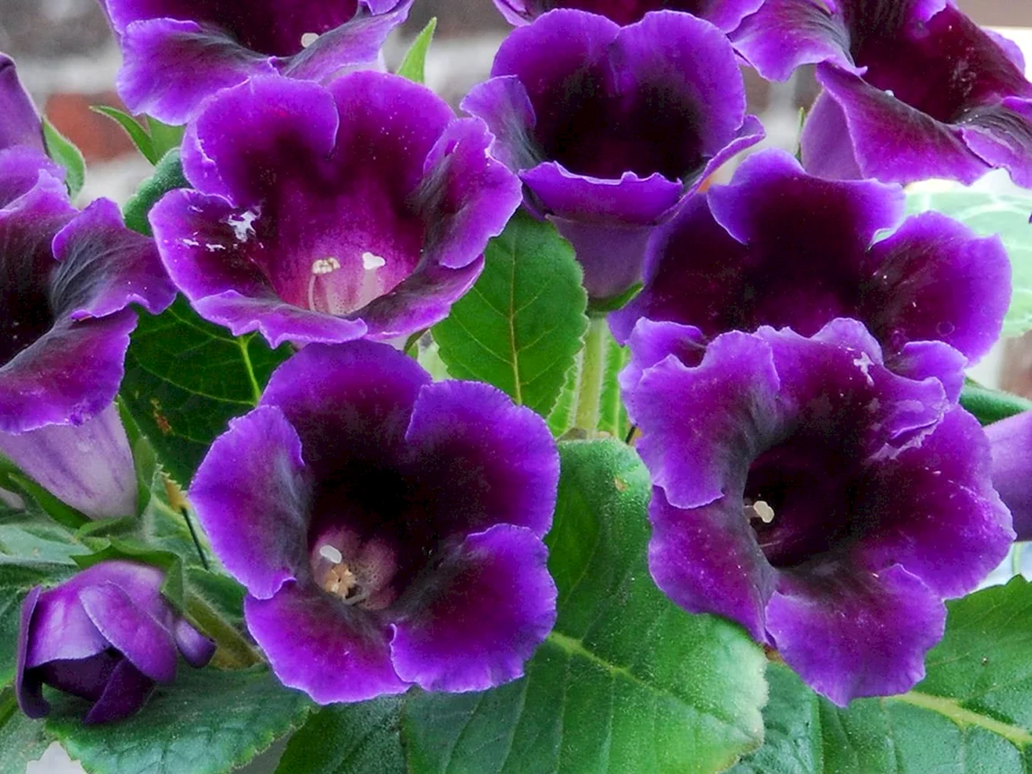 Глоксиния violacea