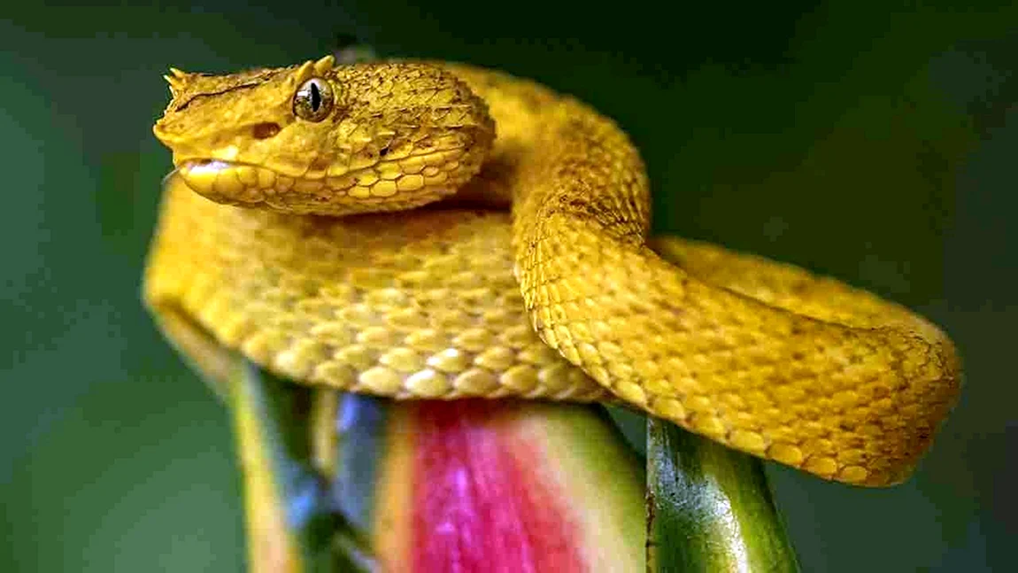 Golden Lancehead Vipers