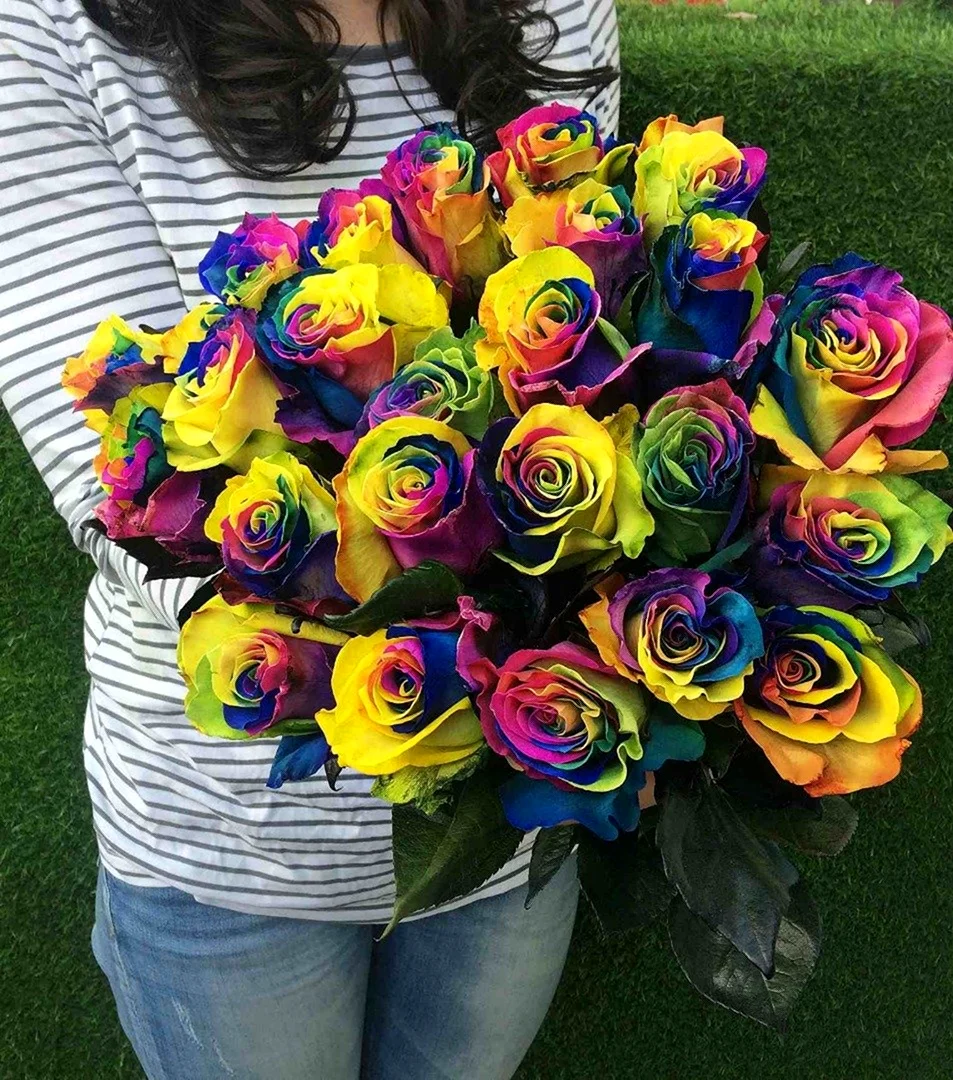 Голландская Радужная роза