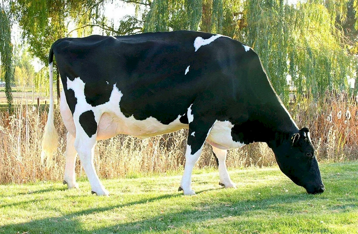 Голштинская корова