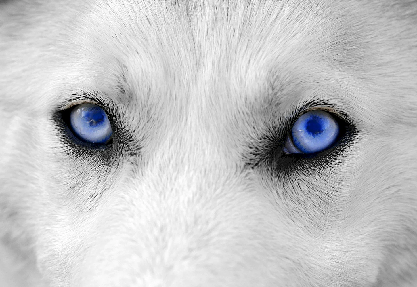 Голубоглазый волк