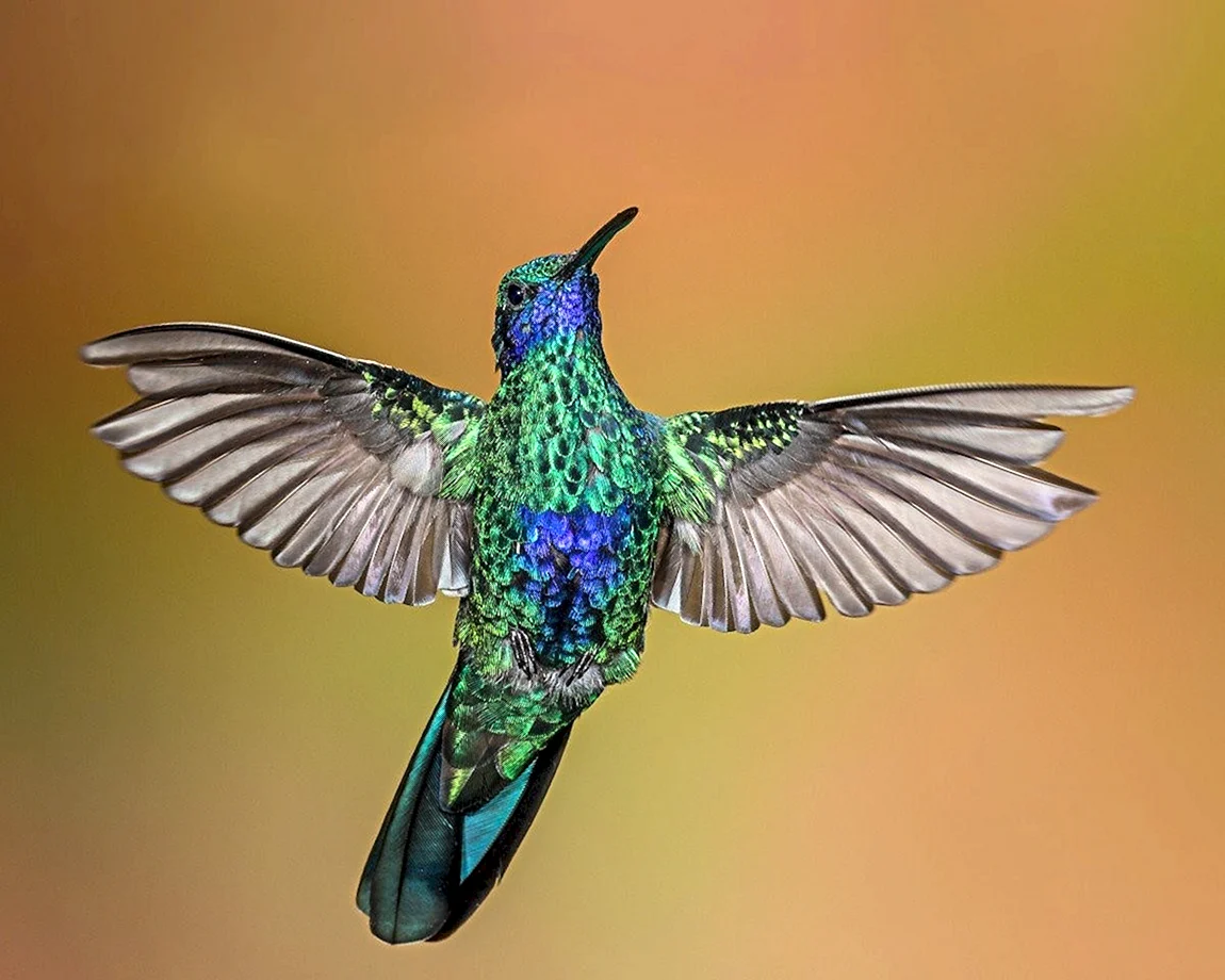 Размах крыльев колибри