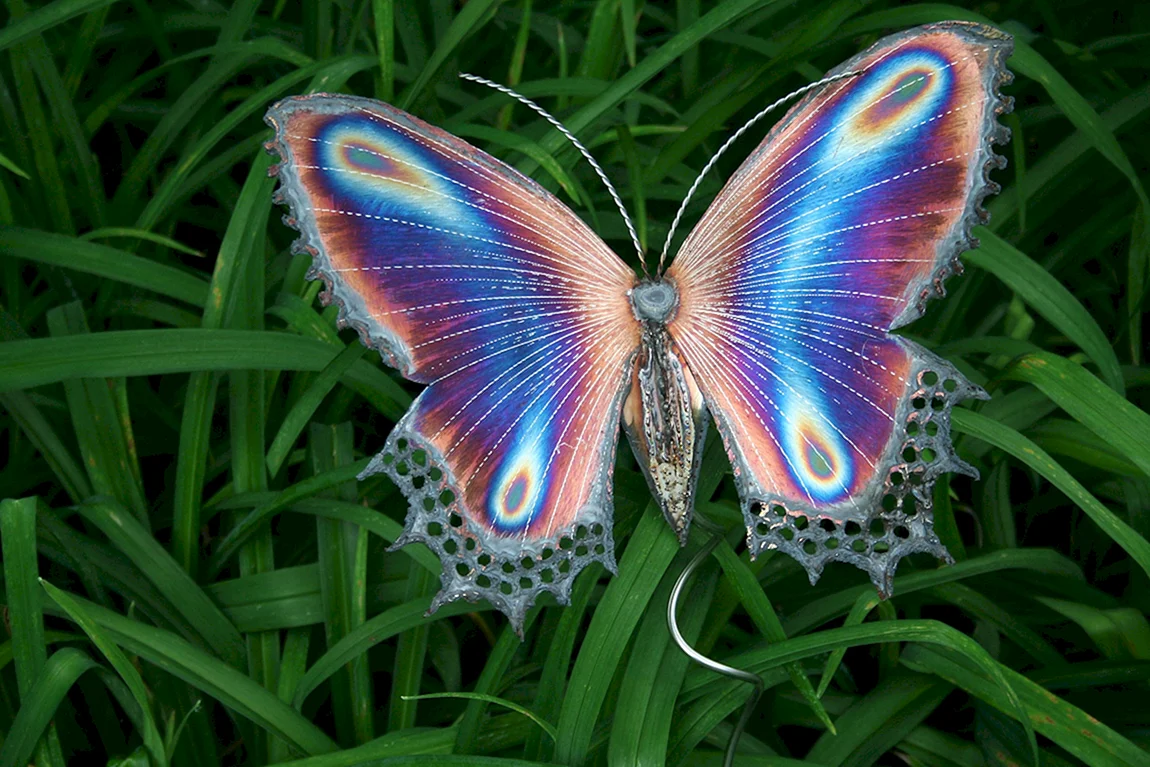 Бабочки яркие
