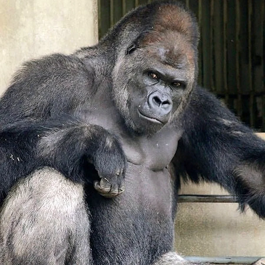 Самая красивая горилла