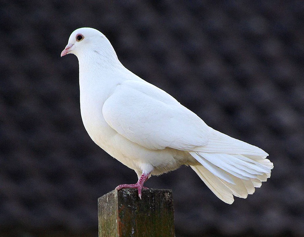 Голуби Горлица белая. Dove голубь. Кабутар. Горлица альбинос.