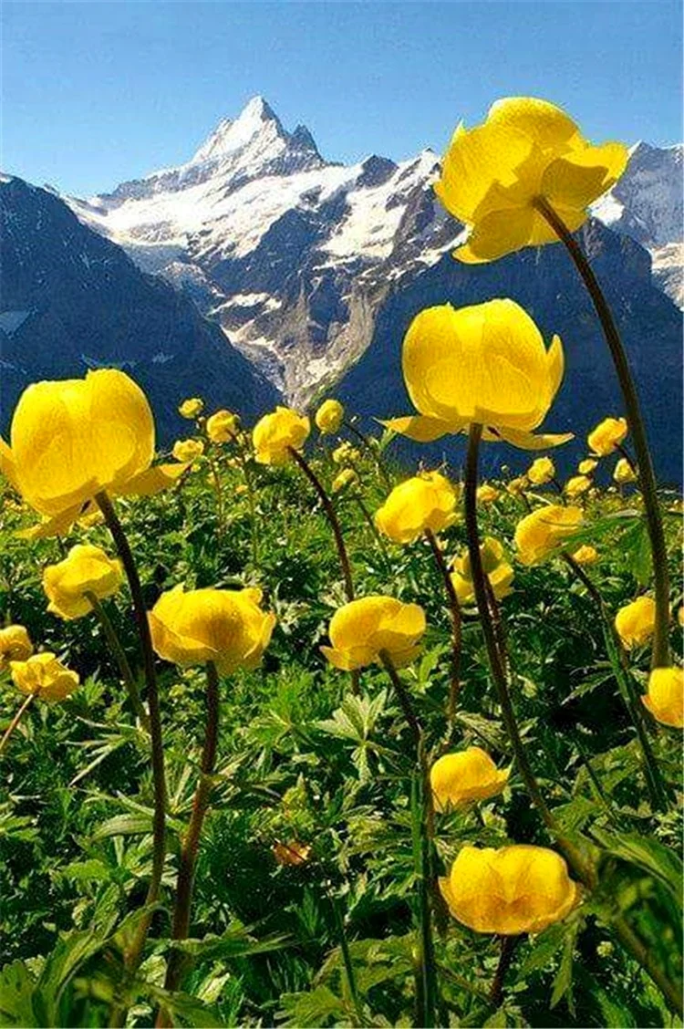 Горные цветы Кавказа купальница