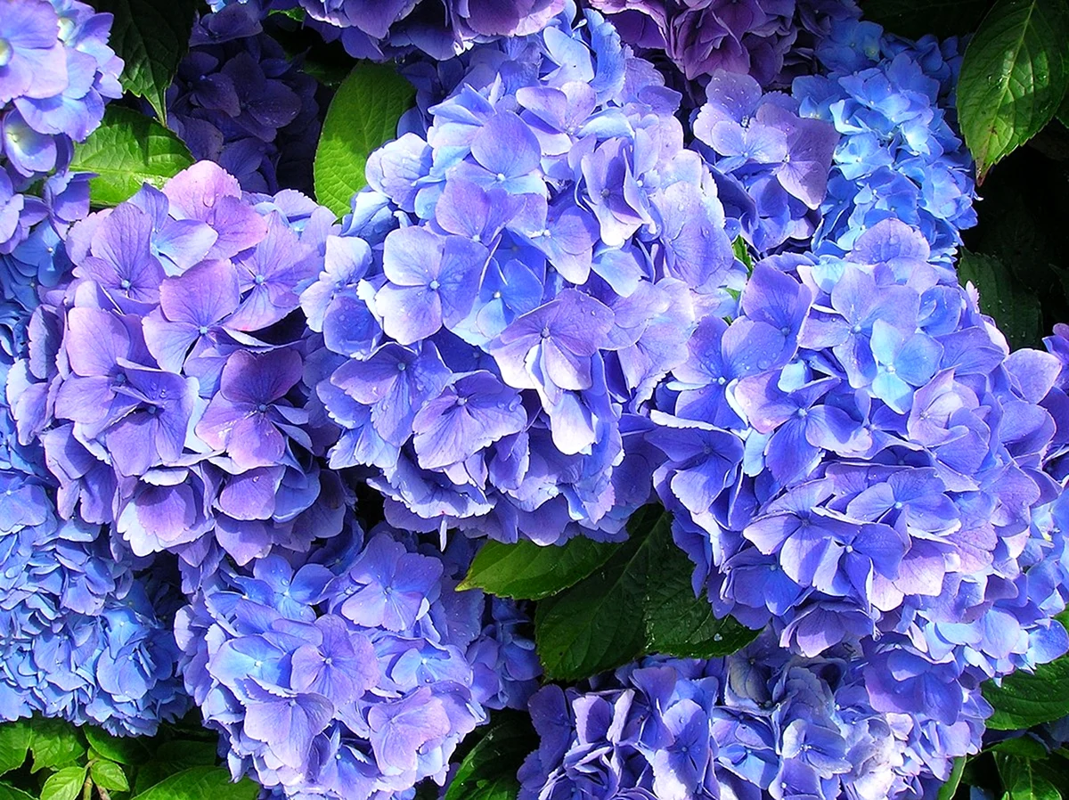Гортензия крупнолистная Синдерелла