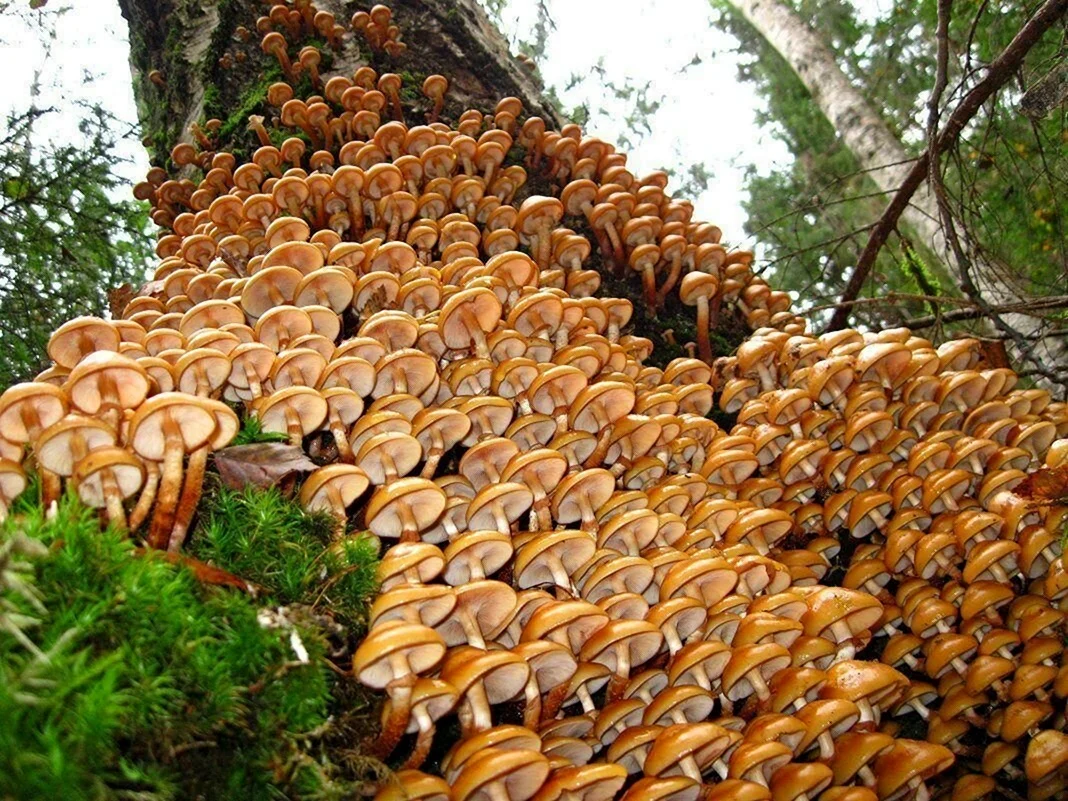 Грибницы на участке. Гриб-монстр Armillaria ostoyae. Грибница медовый опенок. Гриб Армиллярия Мичиган. Медовые грибы Armillaria mellea.