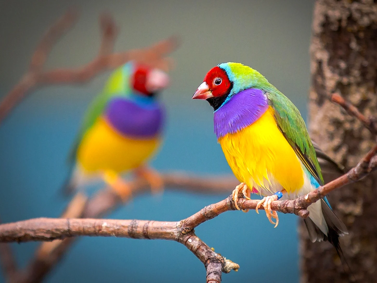 Птица разноцветная
