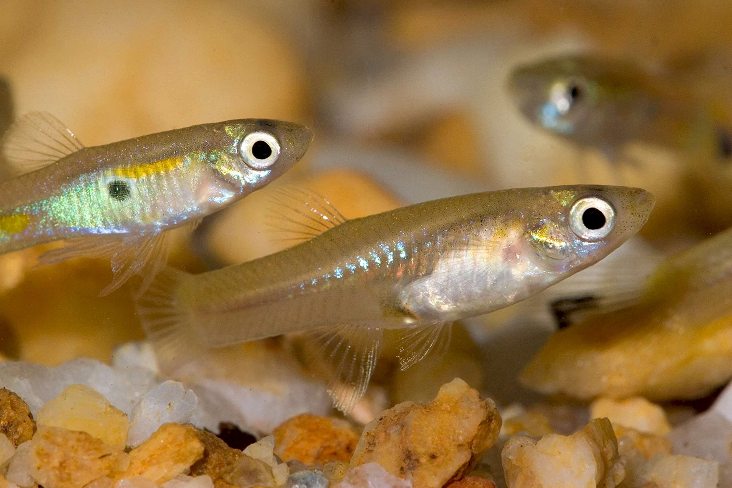 Guppie strike. Гуппи. Гуппи аквариумные. Гуппи Poecilia reticulata. Рыбки гупешки.