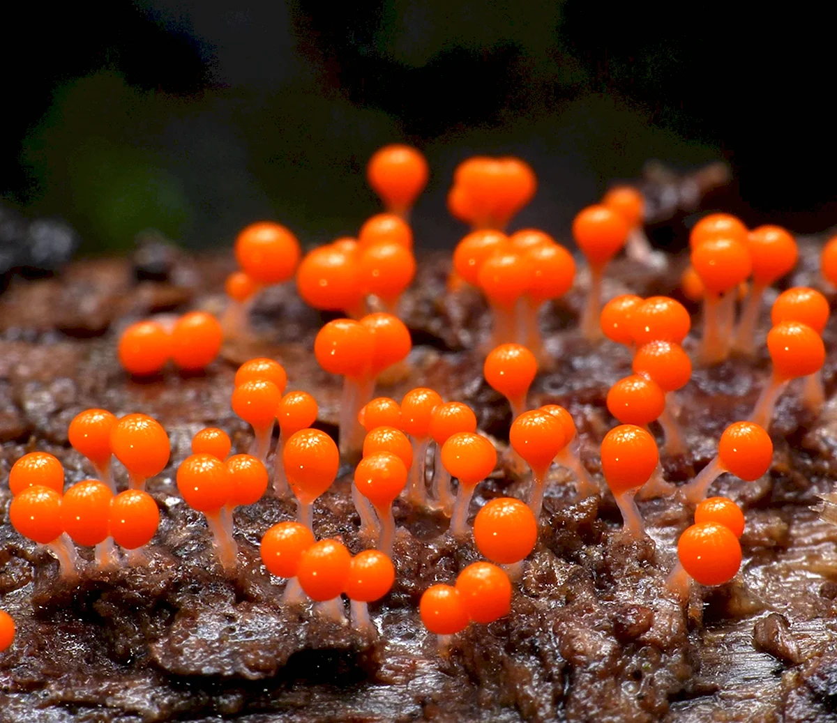 Hemitrichia calyculata