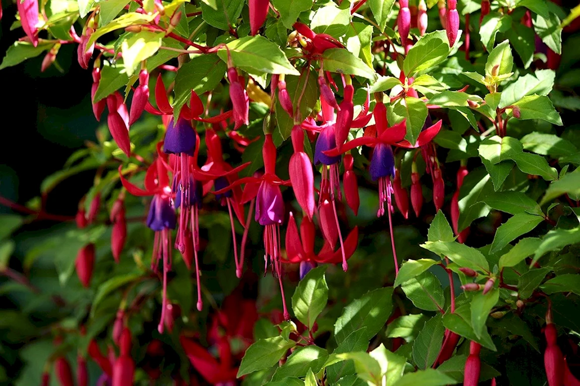 Фуксия Hermiena. Фуксия Садовая. Фуксия кустовая. Fuchsia 'Riccartonii'.