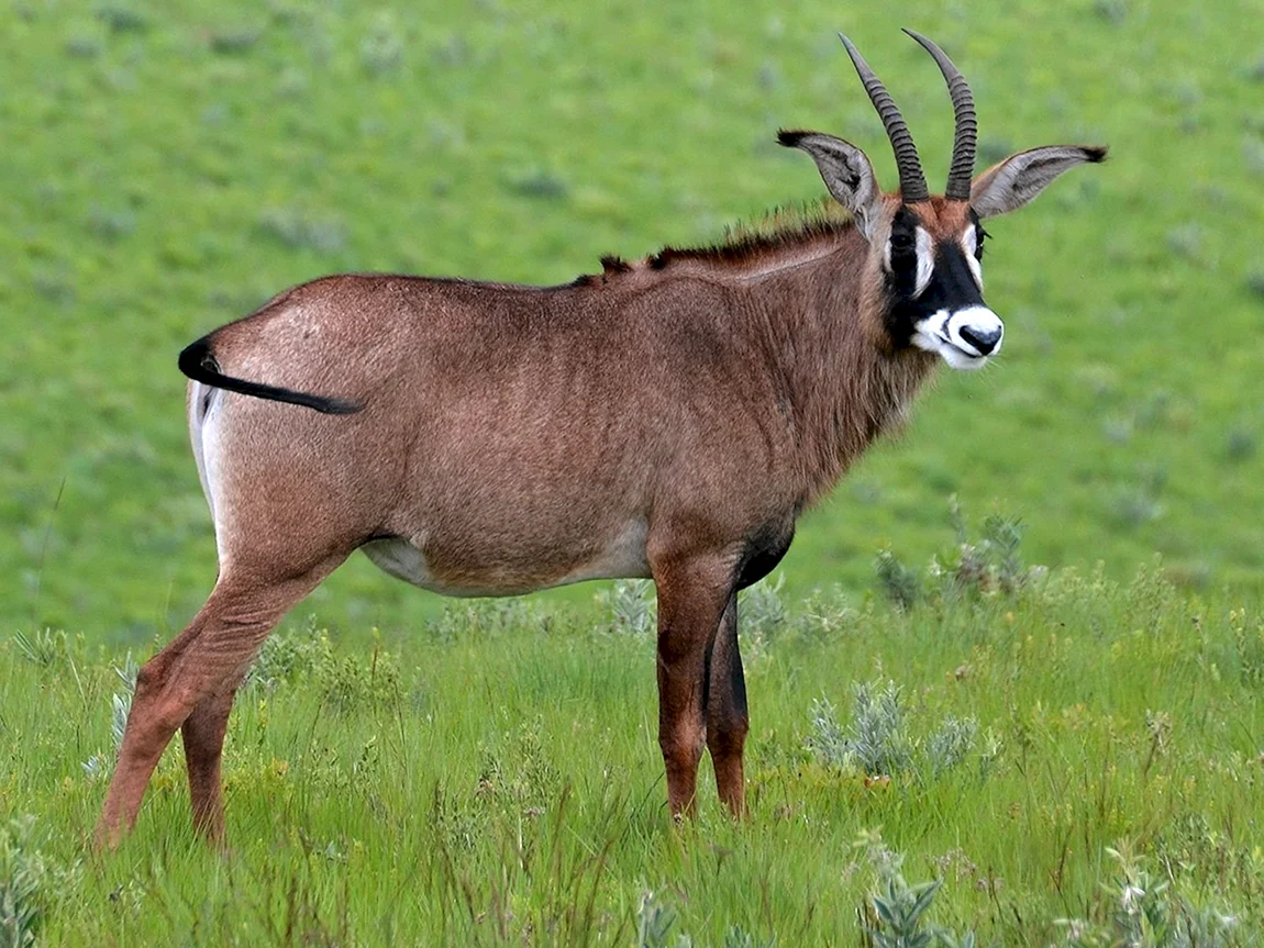 Hippotragus equinus