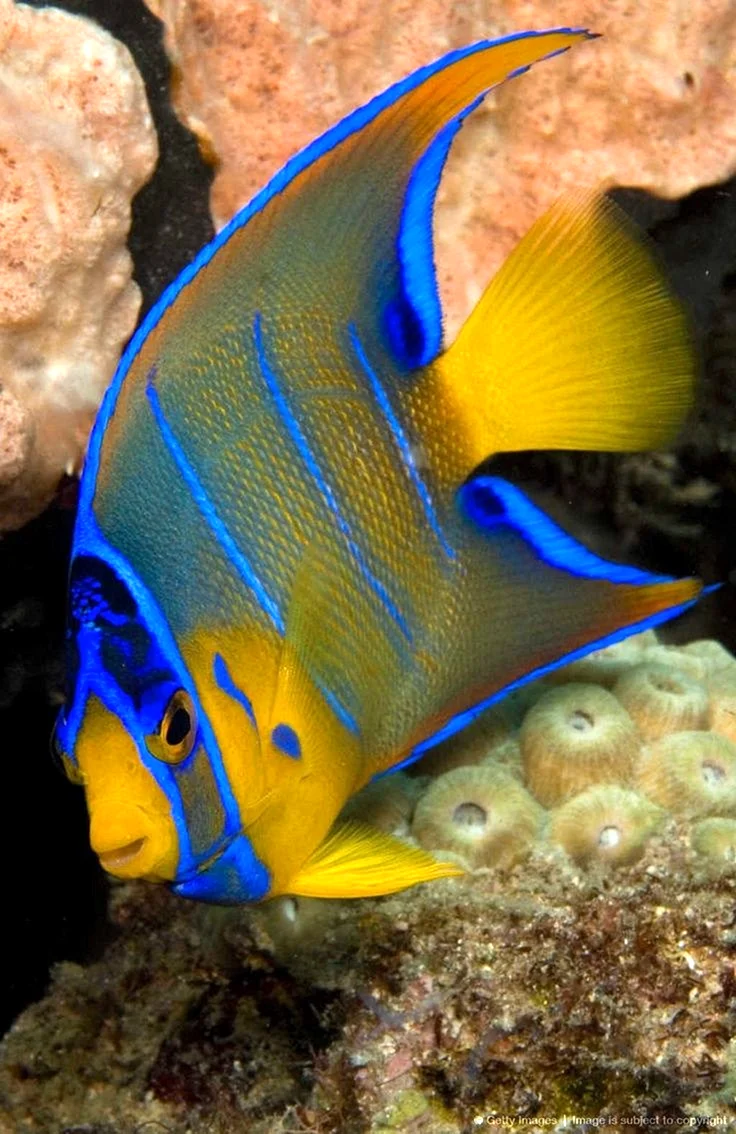 Holacanthus ciliaris