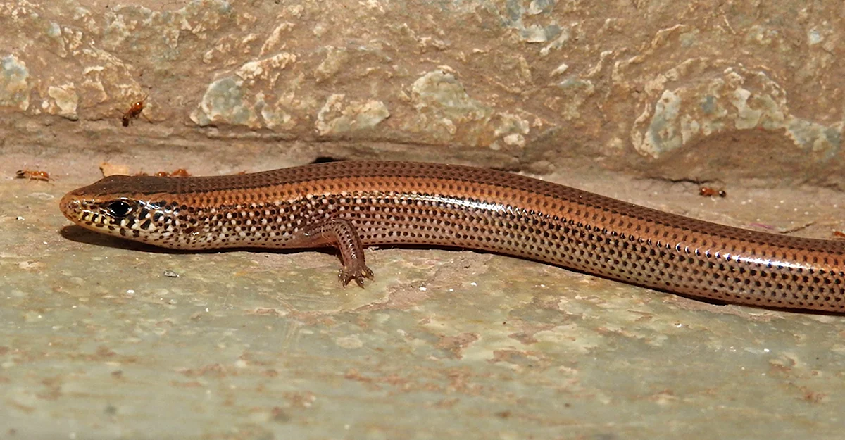 Holaspis guentheri