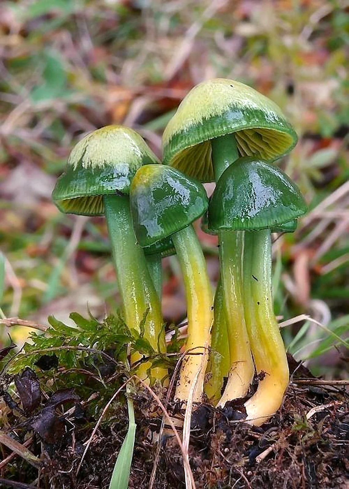 Hygrocybe psittacina