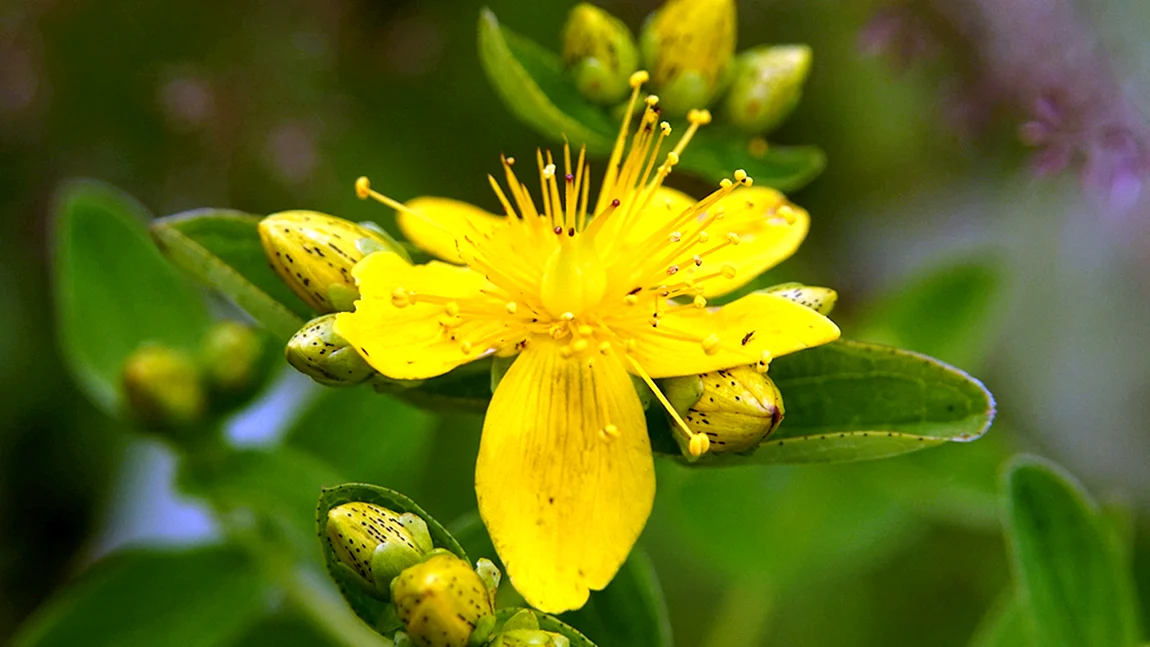 Зверобои 4. Hypericum maculatum. Hypericum Coris. Hypericum linarioides. Зверобой пятнистый.