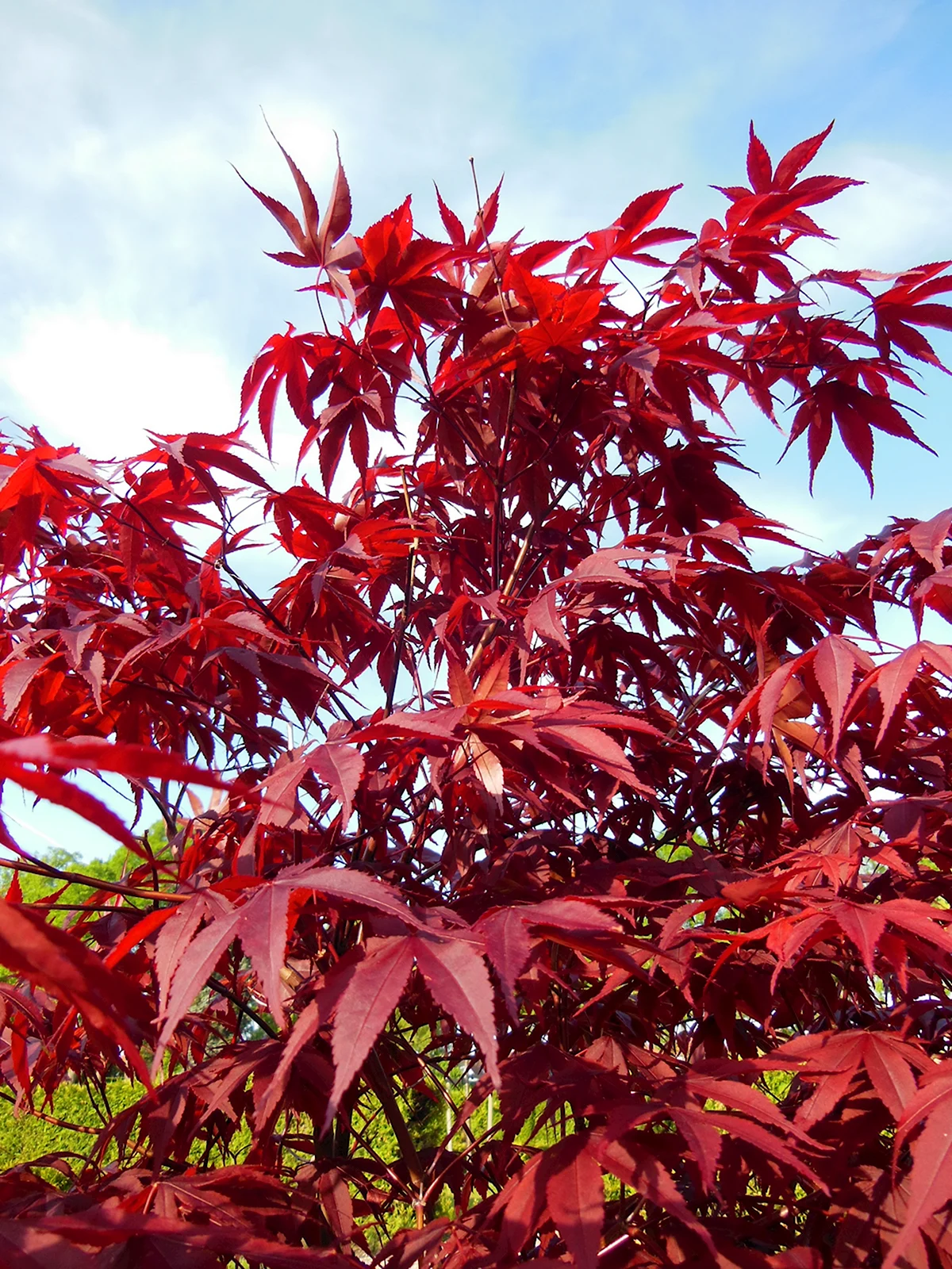 Японский клен Acer palmatum