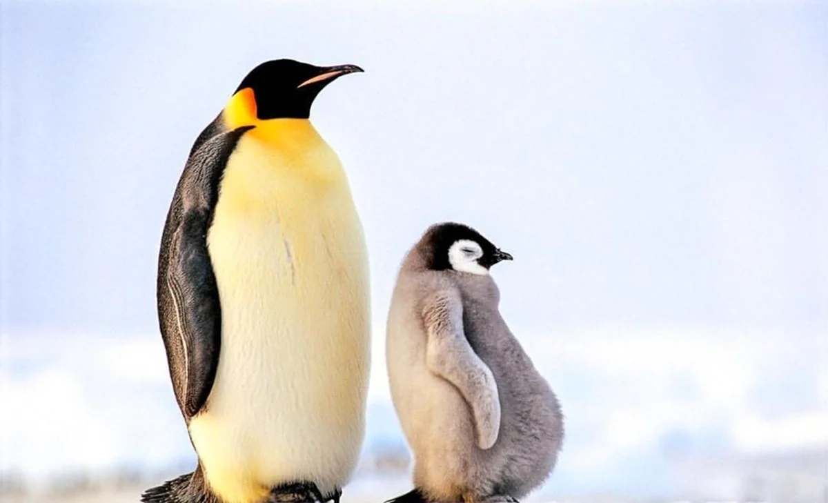 Птица королевский пингвин