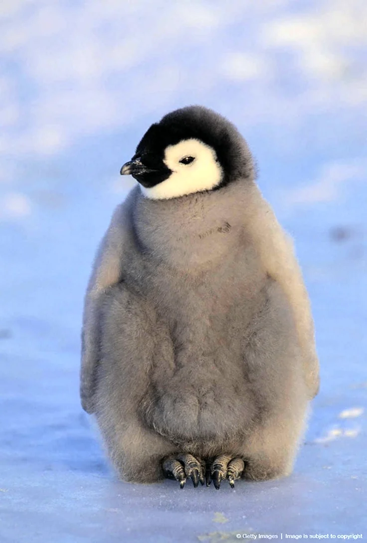 Серый пингвин