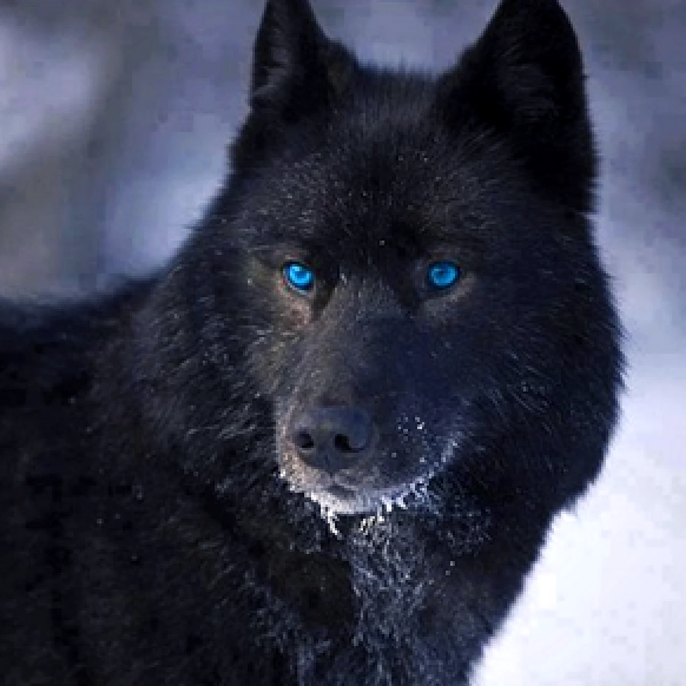 Волкособ черный с голубыми глазами