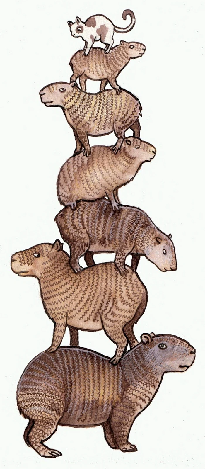 Капибара