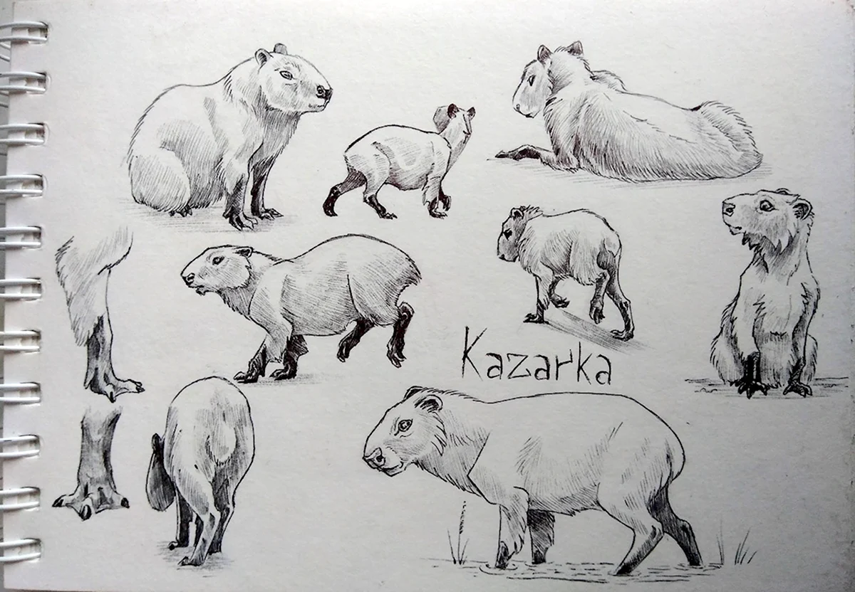 Капибара