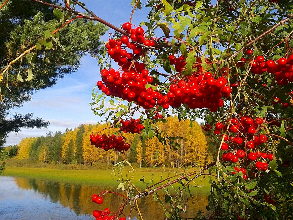 Капина красная рябина красная