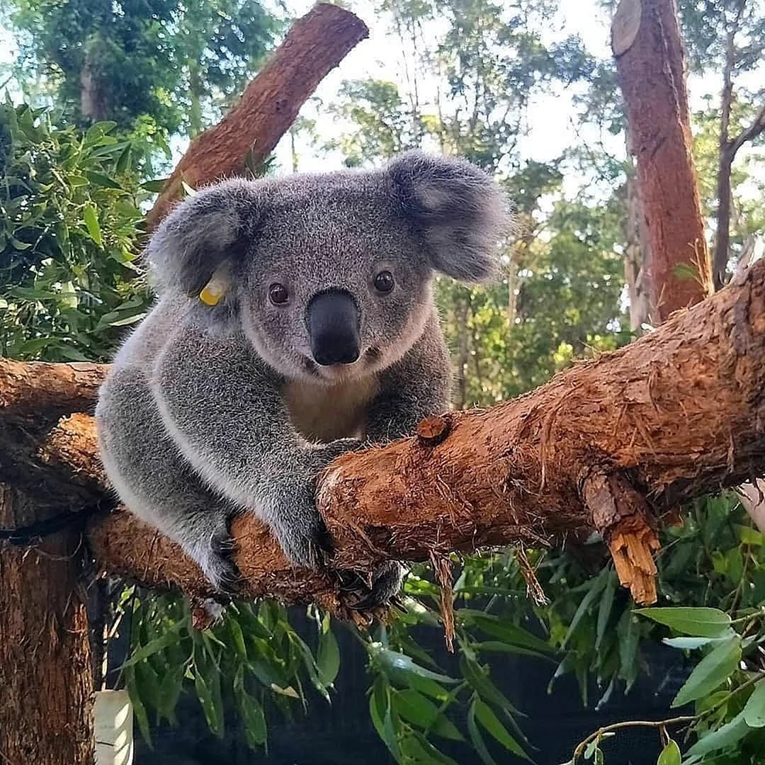 Карликовая коала