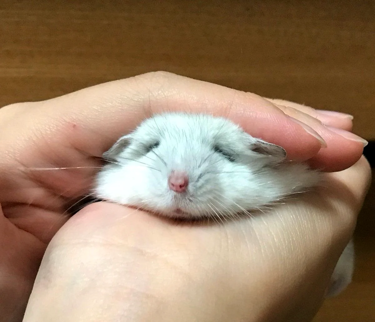 Карликовый хомяк джунгарский