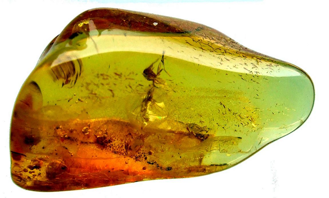 Kehribar Amber